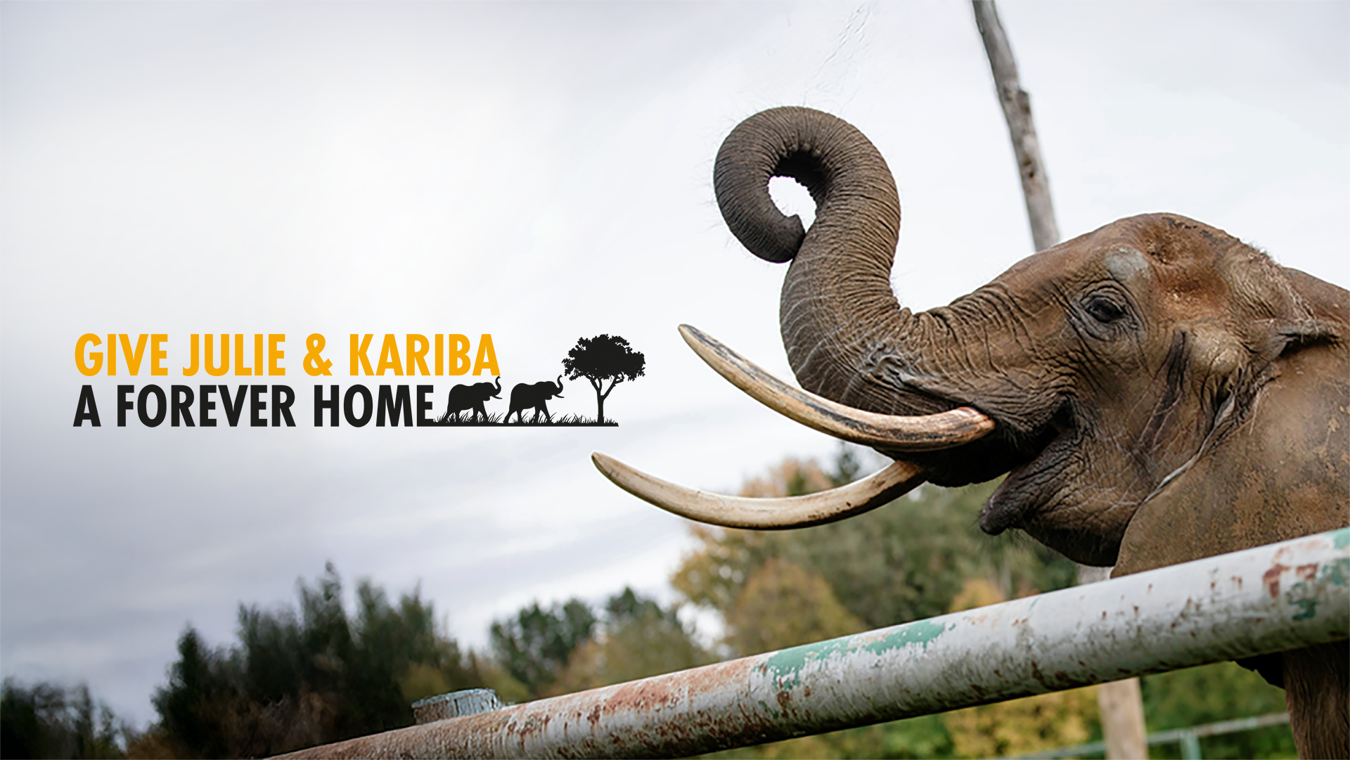 Photograph of an elephant raising its trunk next to a fence with a cloudy sky and trees in the background. Text in bold orange and black reads 