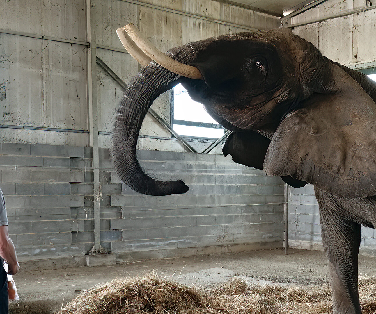 A man is standing looking up at a large African elephant, inside a barn with hay on the floor