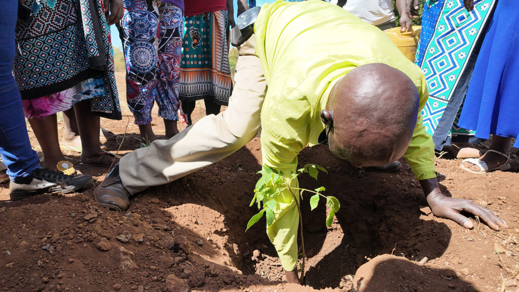 A man wearing a green shirt is bending forwards to place a sapling in a hole in the ground