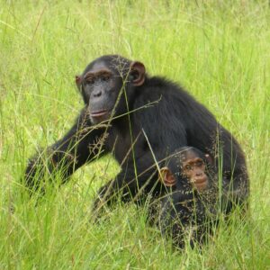 Photograph showing two chimpanzees sitting in tall green grass - mother and baby - partially obscured by vegetation. The scene highlights natural habitat and social behaviour of chimpanzees in a grassy environment.