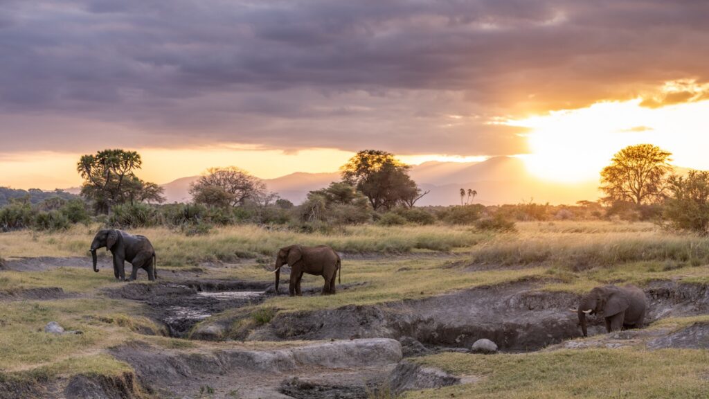 Photograph of three elephants in a grassy savanna during sunset, with two elephants standing near a waterhole and one elephant partially submerged in the water. The scene features a dramatic sky with clouds and warm sunlight illuminating trees and distant hills, highlighting natural wildlife behaviour in an African landscape.