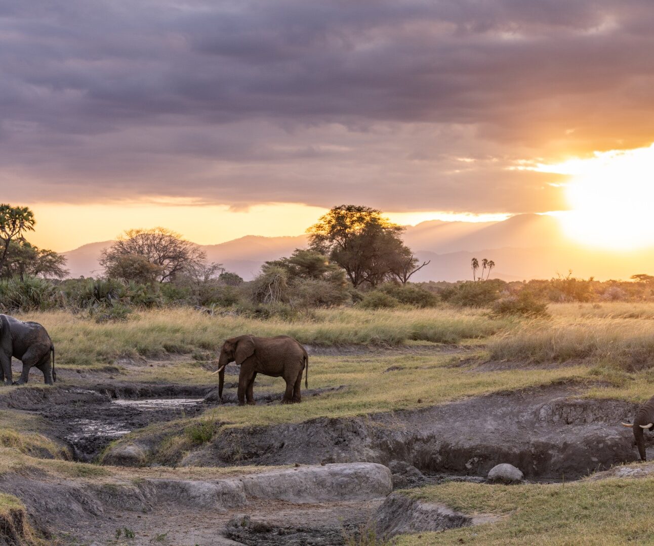 Photograph of three elephants in a grassy savanna during sunset, with two elephants standing near a waterhole and one elephant partially submerged in the water. The scene features a dramatic sky with clouds and warm sunlight illuminating trees and distant hills, highlighting natural wildlife behaviour in an African landscape.
