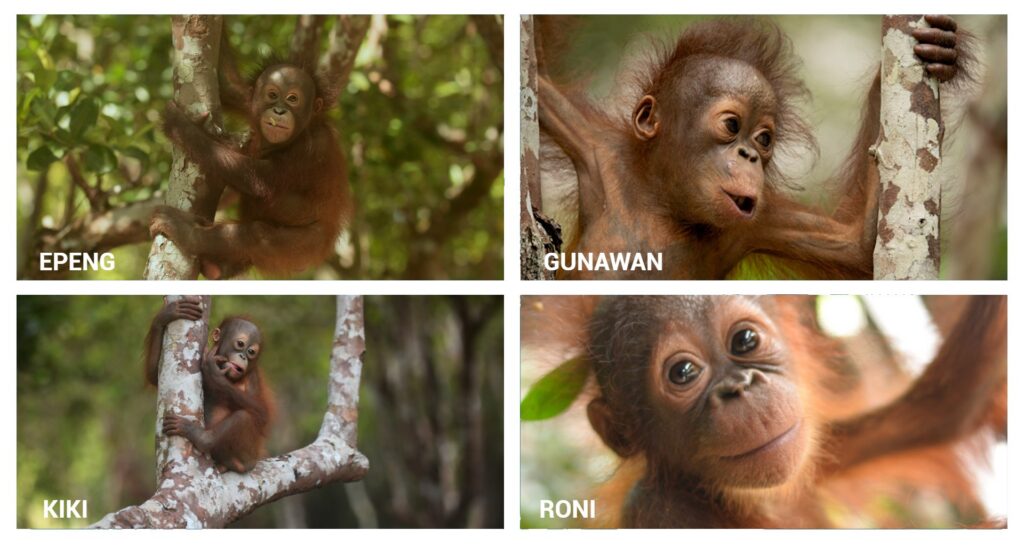 A collage of four photographs features young orangutans named Epeng, Gunawan, Kiki, and Roni, each clinging to tree branches in a natural forest setting. The images highlight individual facial expressions and playful poses, with names labeled in white text at the bottom left of each photo.