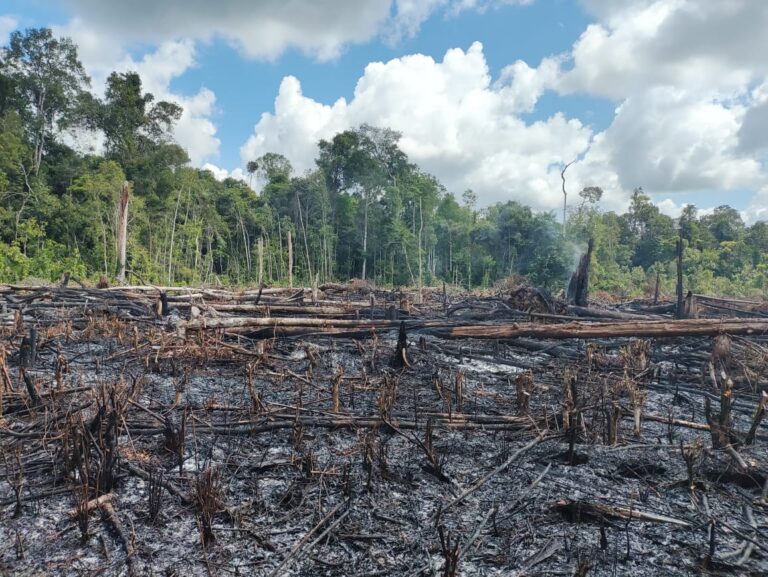 PROTECTING FORESTS: SEE THE TEAM IN ACTION