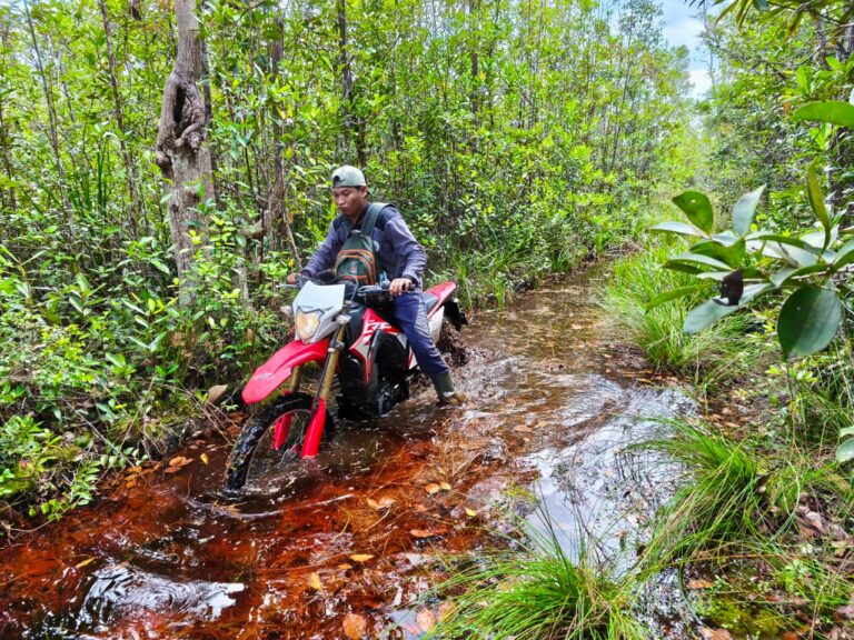 PROTECTING FORESTS: SEE THE TEAM IN ACTION