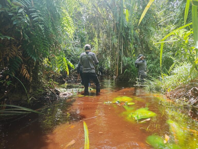 PROTECTING FORESTS: SEE THE TEAM IN ACTION