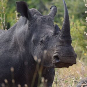 A wild rhino