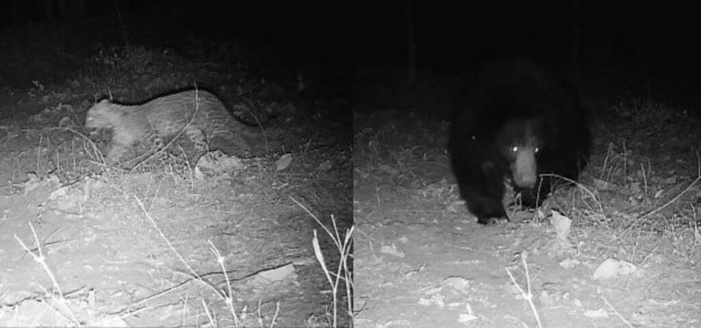 Black and white images of a sloth bear and a leopard taken using a camera trap