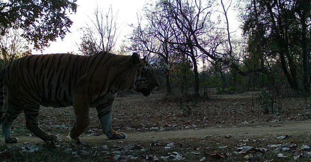 A silhouette image of a tiger walking across in front of a camera trap