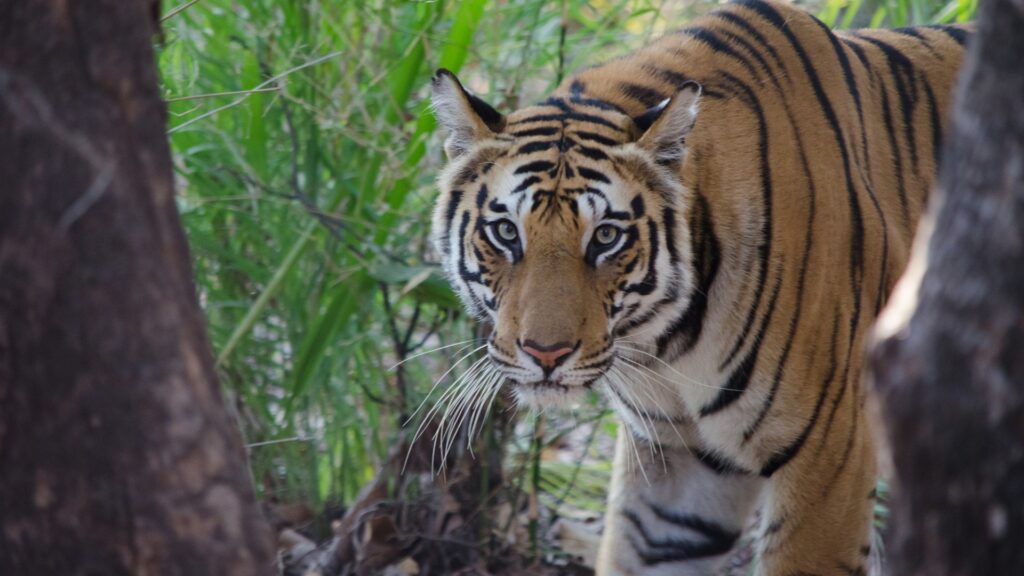 A wild tiger in the long grass surrounded by trees