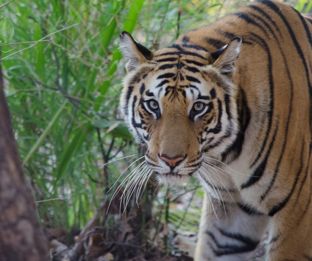 A wild tiger in the long grass surrounded by trees