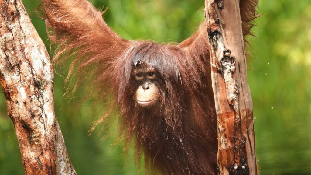 Photograph of a young orangutan hanging between two tree trunks with long reddish-brown hair and a focused expression. Background features blurred green foliage, highlighting orangutan's natural habitat in a forested environment.