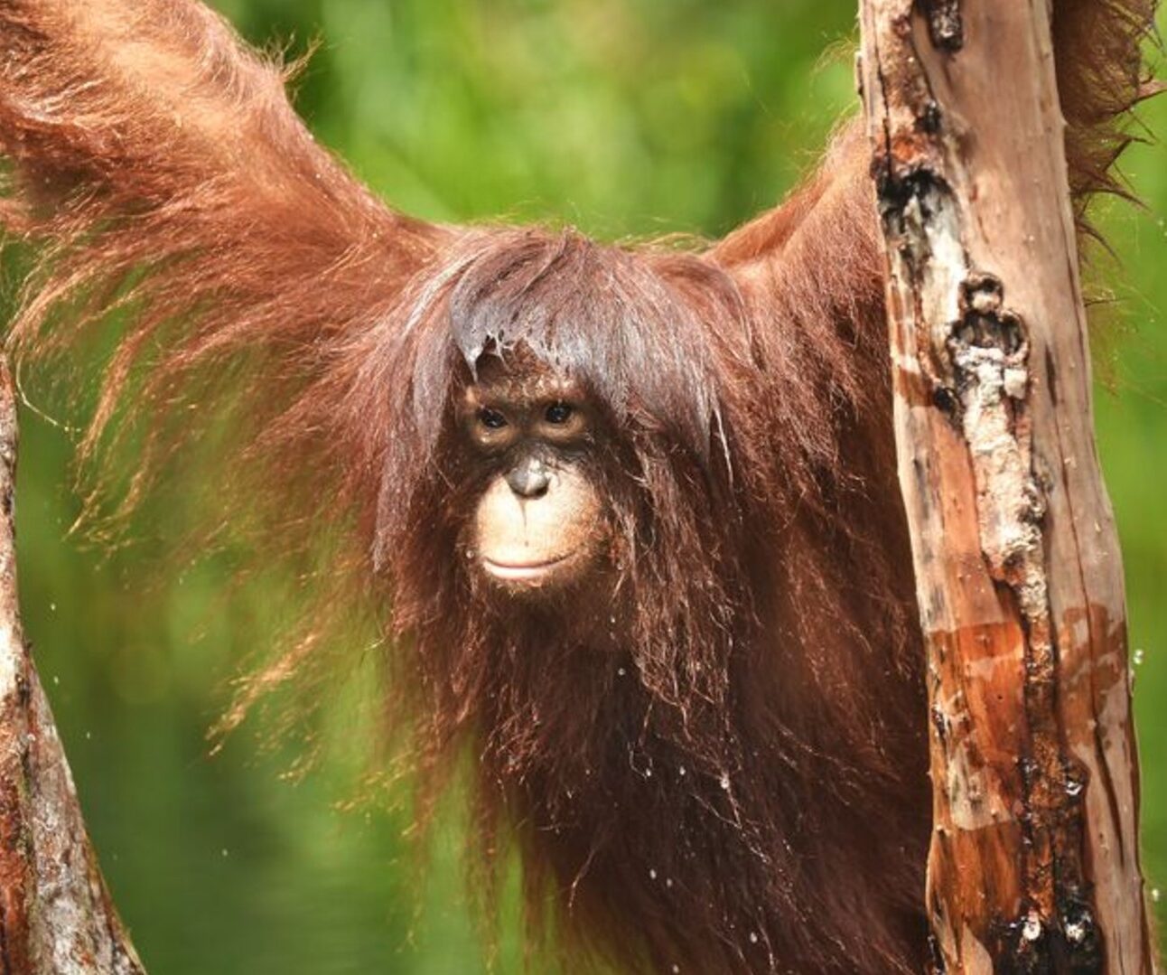 Photograph of a young orangutan hanging between two tree trunks with long reddish-brown hair and a focused expression. Background features blurred green foliage, highlighting orangutan's natural habitat in a forested environment.
