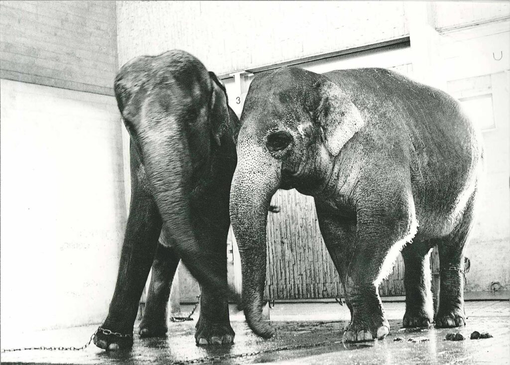 A black and white photo of two elephants, inside an empty room