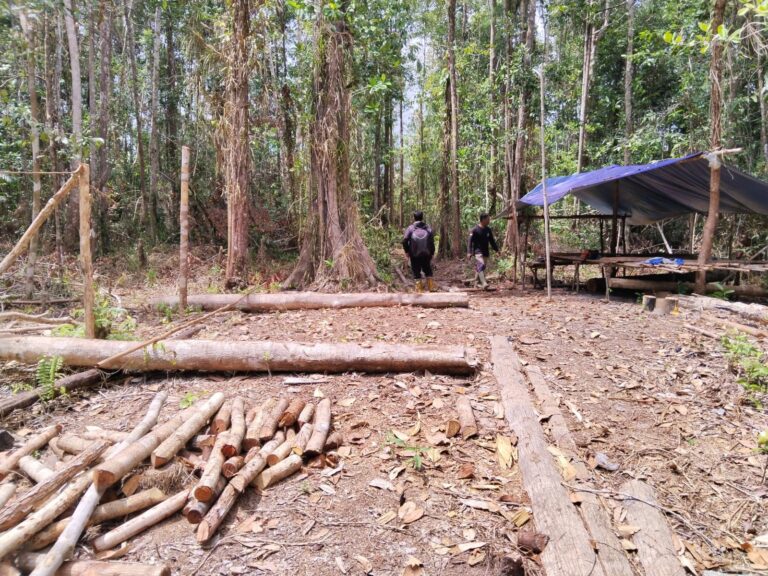 PROTECTING FORESTS: SEE THE TEAM IN ACTION