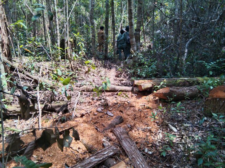 PROTECTING FORESTS: SEE THE TEAM IN ACTION