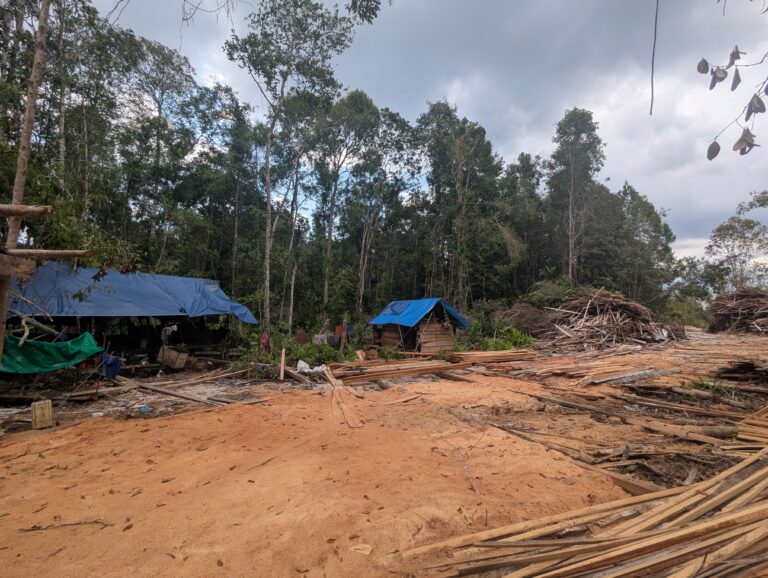 PROTECTING FORESTS: SEE THE TEAM IN ACTION