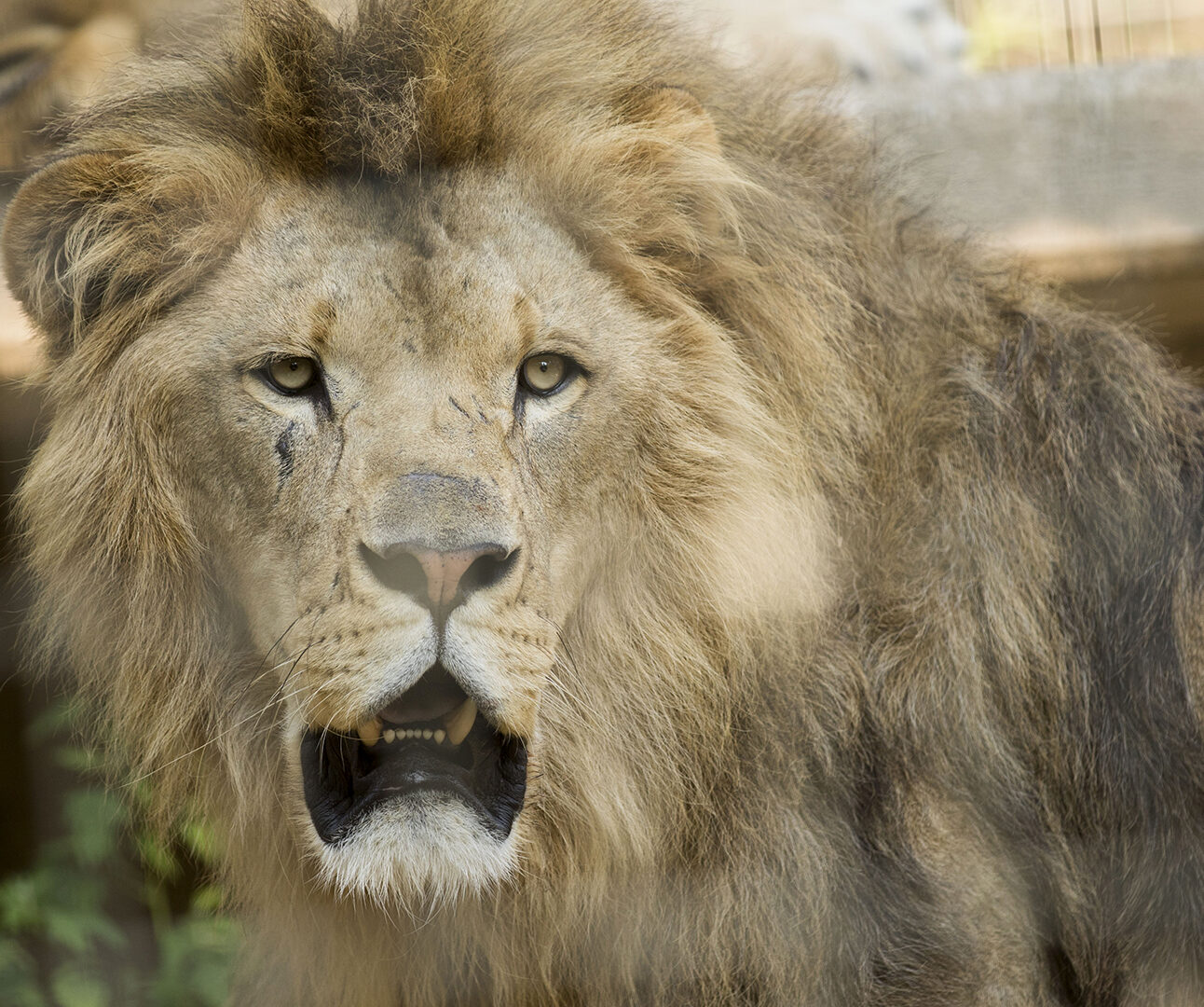 A male lion is standing with mouth slightly open, facing towards the camera