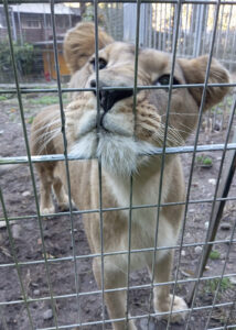 A young male lion presses his face up against the metal bars of a zoo enclosure
