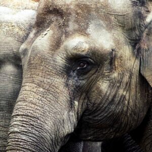A close-up image of an Asian elephant's eye