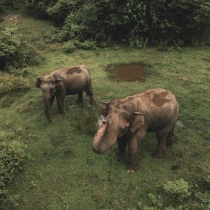 An aerial shot of two Asian elephants in a field