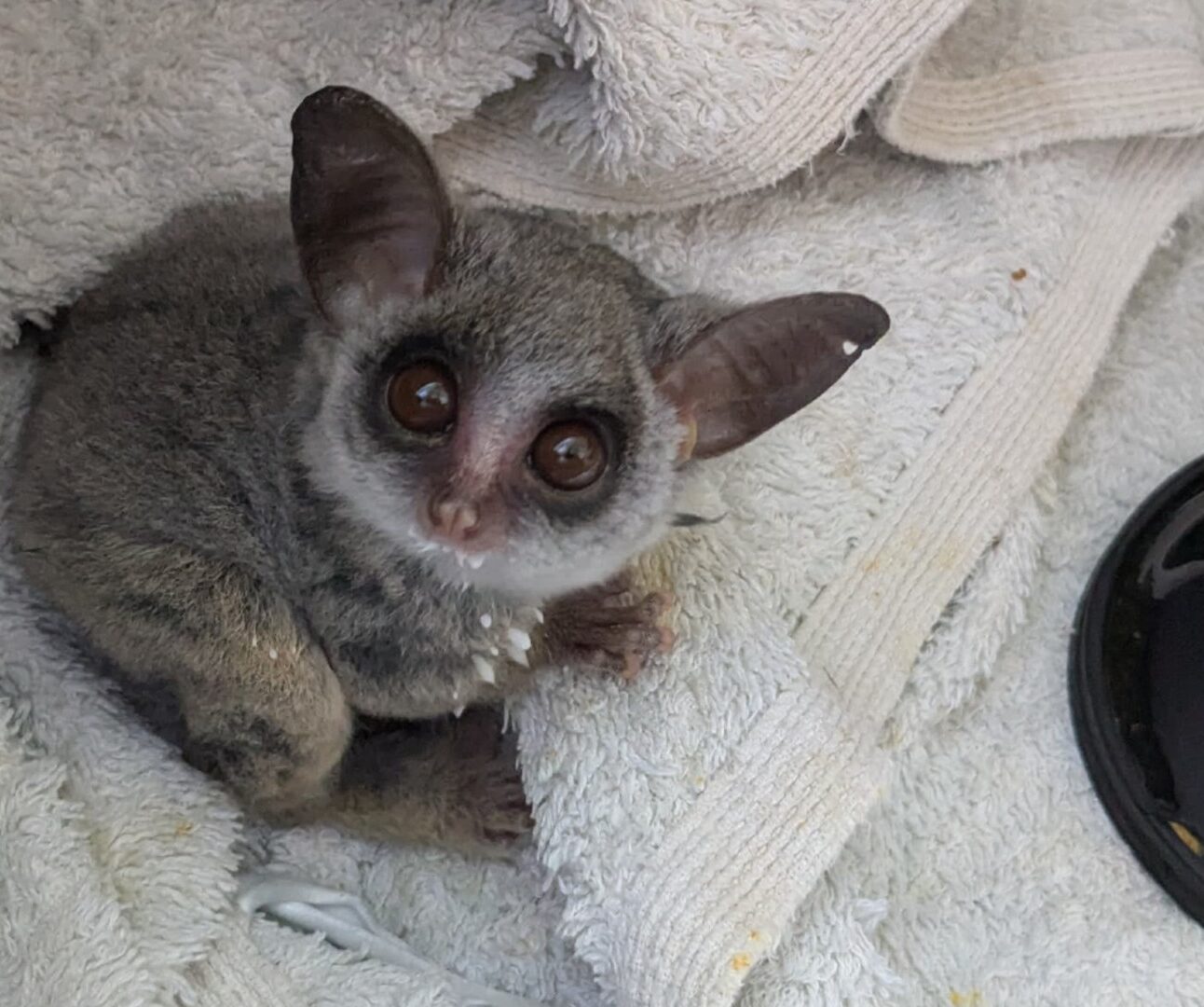 Photograph of a small, wide-eyed bushbaby with large ears sitting on a light-coloured towel. A black dish with white and yellow food remnants is positioned near the animal, suggesting a feeding or care setting.