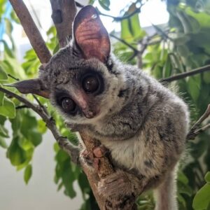 A young bushbaby perched in the branches of a tree