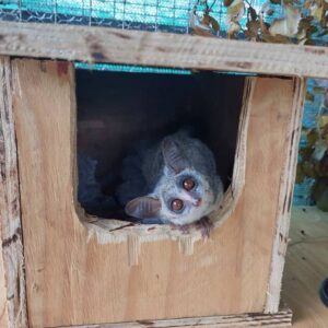 A young bushbaby inside a wooden box