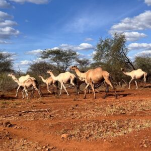 A group of camels walking over dusty terrain
