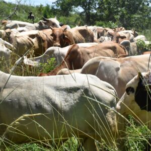A group of cattle grazing in Meru National Park