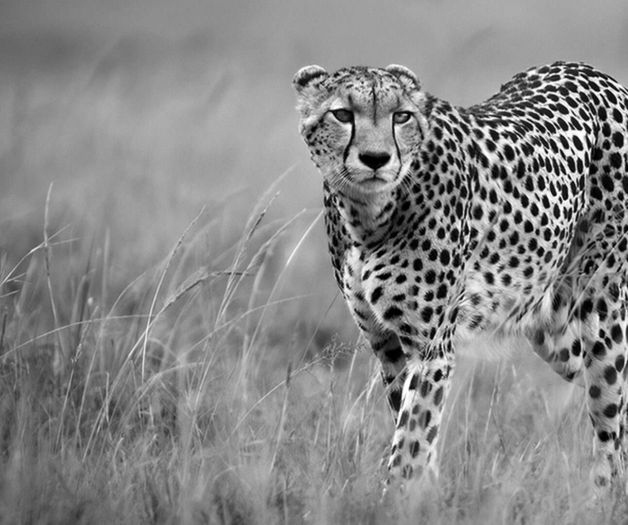 A black and white photo of a cheetah walking through long grass