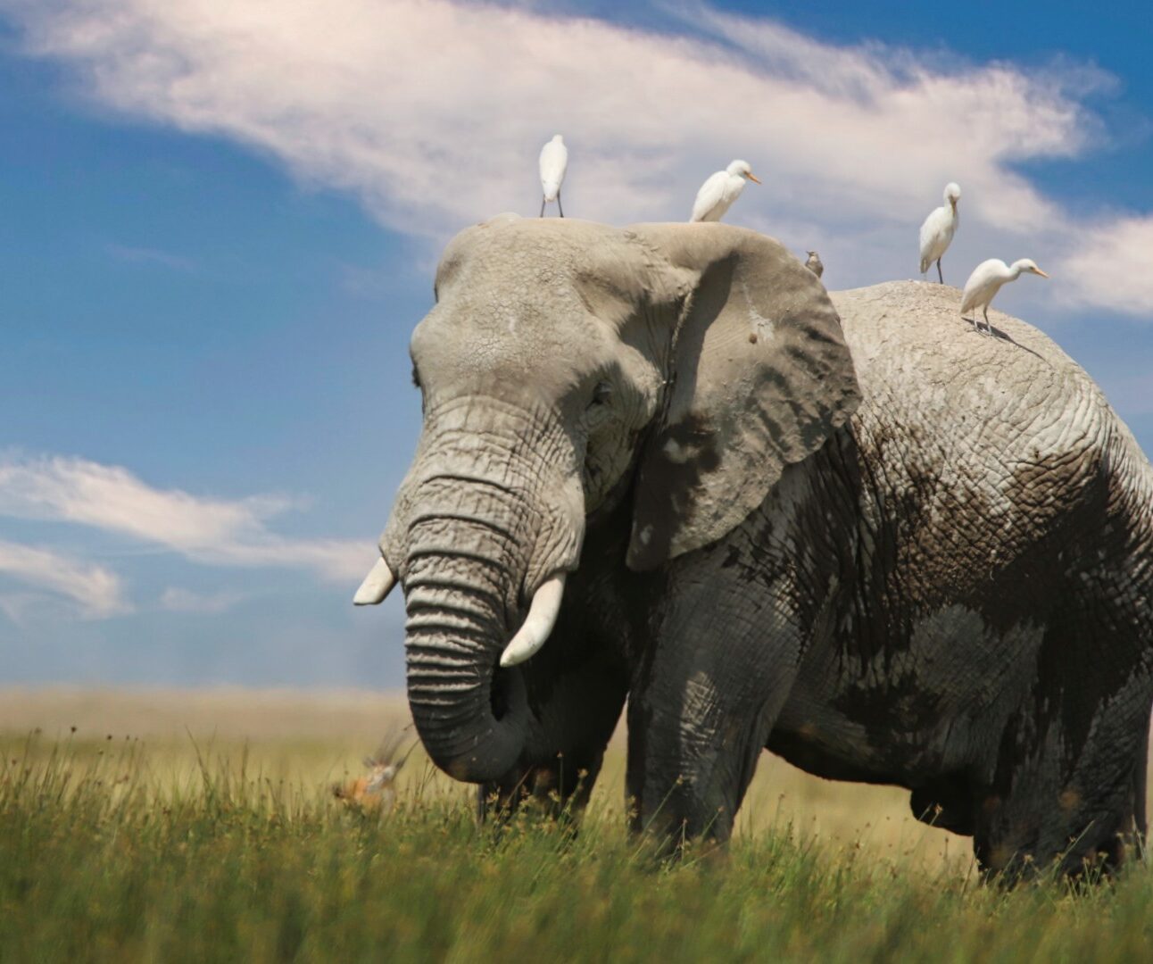 Photograph of an elephant standing in tall grass under a partly cloudy sky with four white birds perched on its back. The scene highlights the natural coexistence between large wildlife and smaller bird species in a savanna environment.