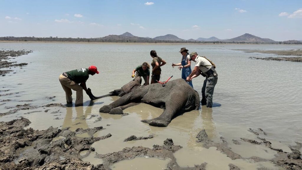 Photograph showing a group of five people attending to a young elephant lying in shallow water near a muddy shore, likely providing medical care or rescue assistance. The scene includes clear blue sky, distant hills, and the elephant positioned horizontally with individuals using tools and physical support around it.