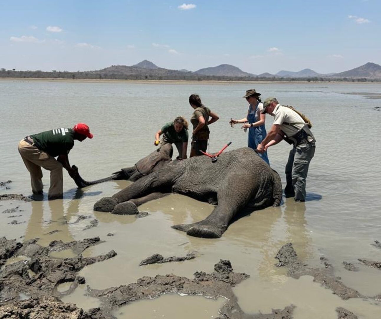 Photograph showing a group of five people attending to a young elephant lying in shallow water near a muddy shore, likely providing medical care or rescue assistance. The scene includes clear blue sky, distant hills, and the elephant positioned horizontally with individuals using tools and physical support around it.