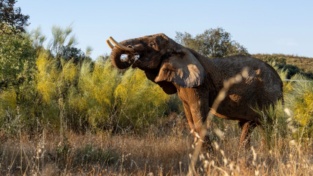 Photograph of an elephant standing in a dry grassy area with green bushes and trees in the background. The elephant is raising its trunk, possibly to grab or smell vegetation, under clear blue sky.