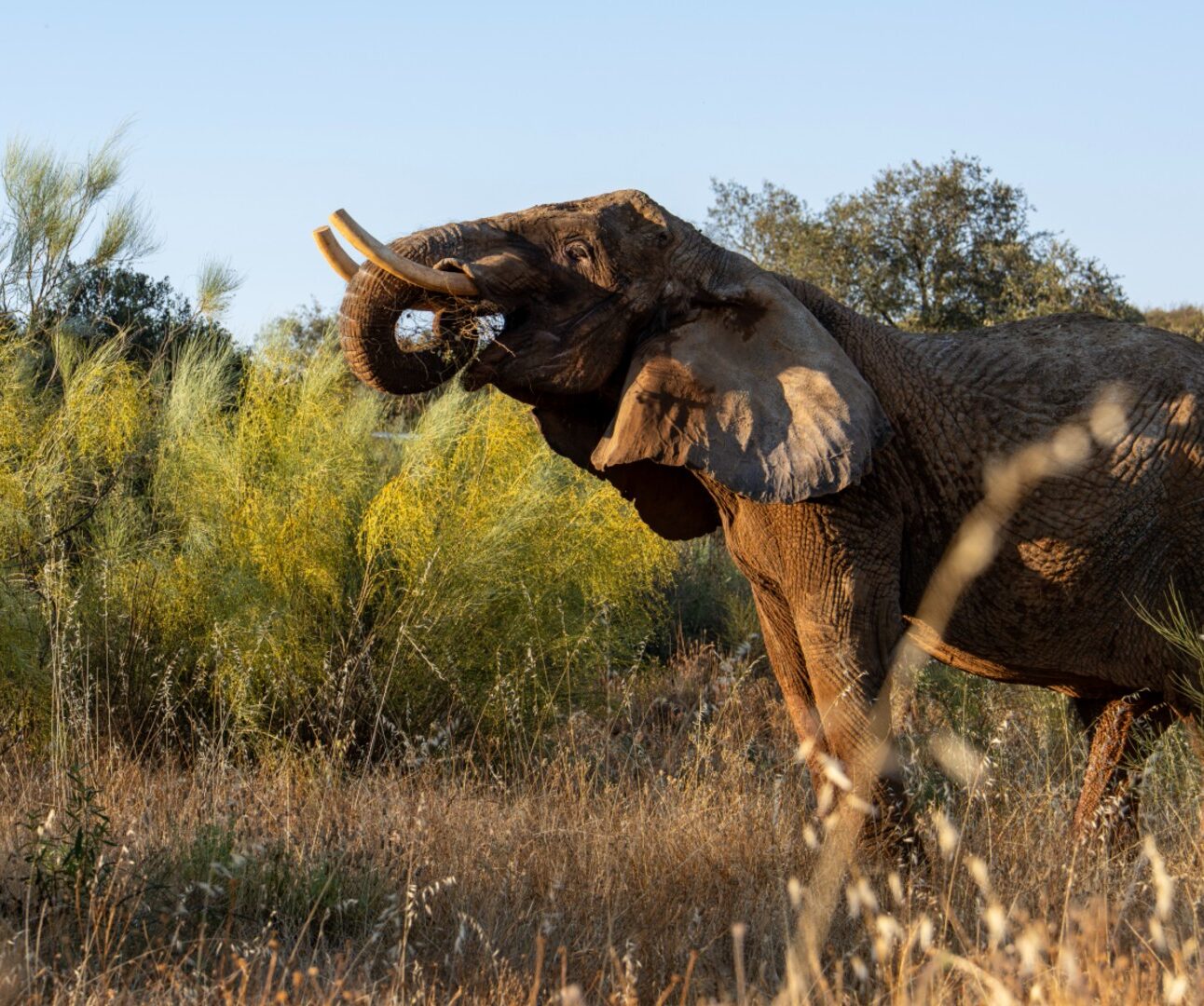Photograph of an elephant standing in a dry grassy area with green bushes and trees in the background. The elephant is raising its trunk, possibly to grab or smell vegetation, under clear blue sky.