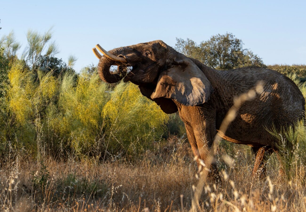 Photograph of an elephant standing in a dry grassy area with green bushes and trees in the background. The elephant is raising its trunk, possibly to grab or smell vegetation, under clear blue sky.