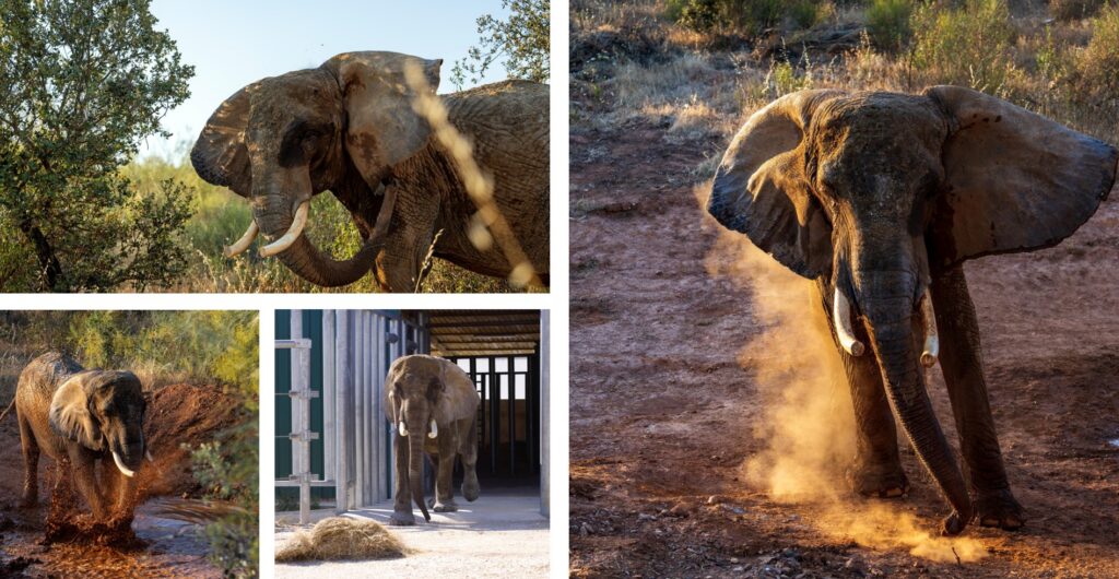 A selection of images of Julie the elephant enjoying her first day at Pangea