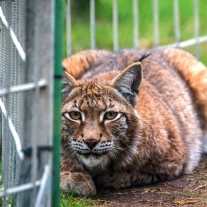 A lynx lying in an enclosure behind wire mesh