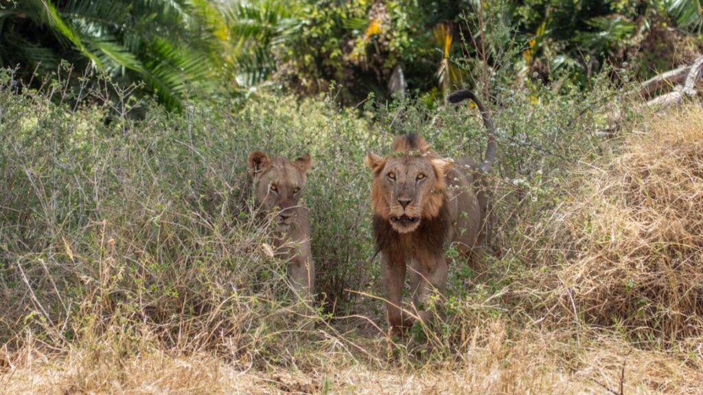 Photograph showing two lions, one male and one female, emerging from dense green and dry brown vegetation in a natural habitat. The scene highlights the lions' alert expressions and the contrast between lush greenery and dry grassland.