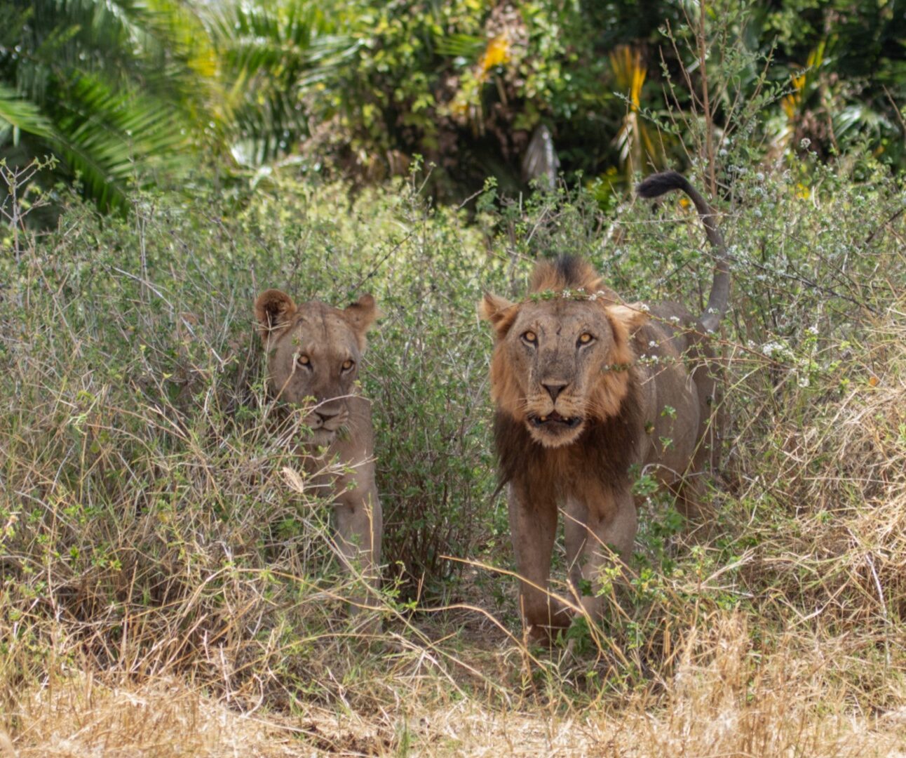 Photograph showing two lions, one male and one female, emerging from dense green and dry brown vegetation in a natural habitat. The scene highlights the lions' alert expressions and the contrast between lush greenery and dry grassland.