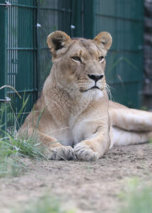A female lionness is lying down in front of a metal fence of an enclosure.