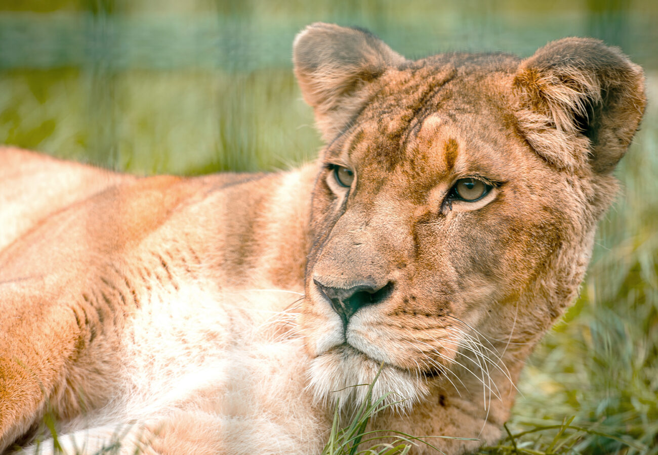 A lioness is lying on grass, with a focused look on her face