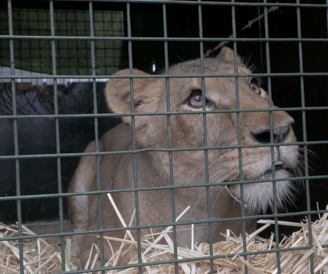 A female lion is looking up at the sky from inside a metal crate.