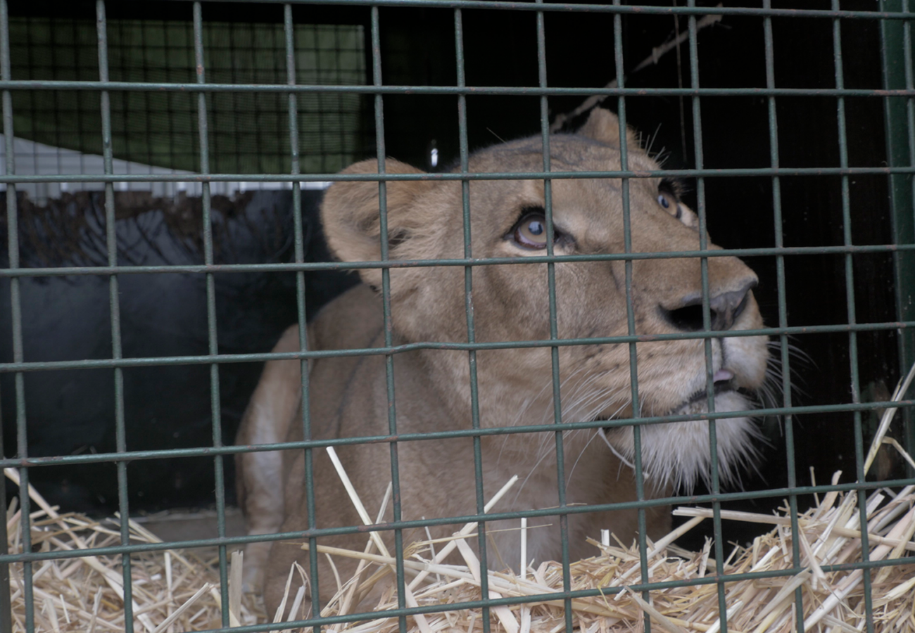 A female lion is looking up at the sky from inside a metal crate.