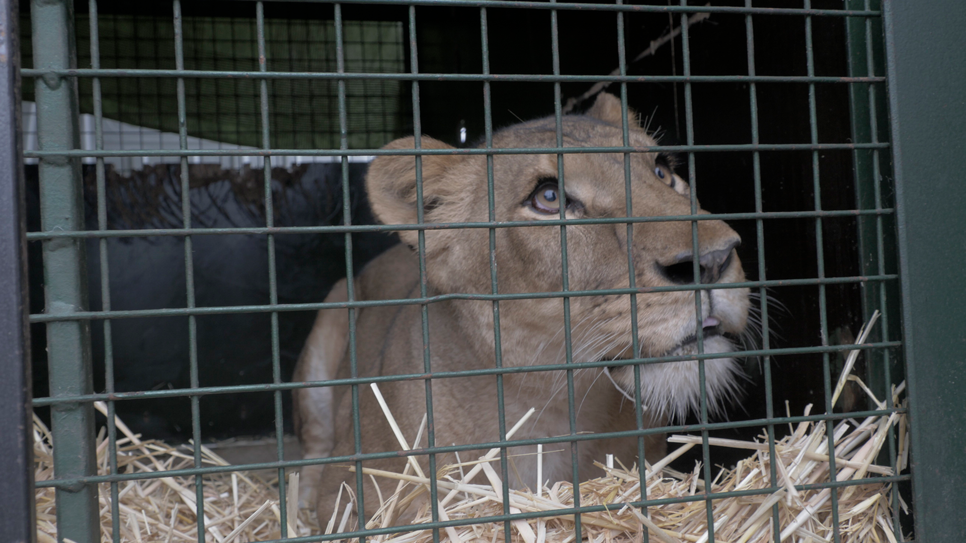 A female lion is looking up at the sky from inside a metal crate.