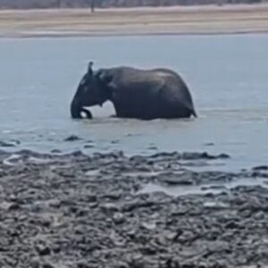An elephant walking through a lake