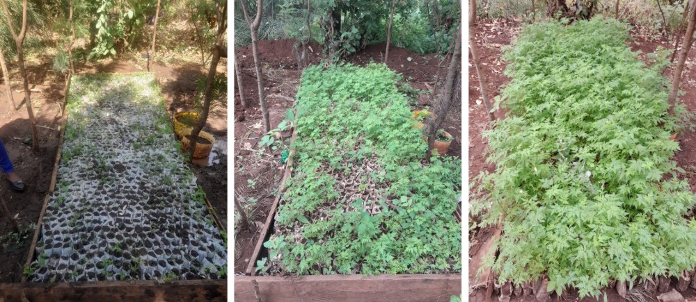 Three photos side by side showing the process of tree saplings growing