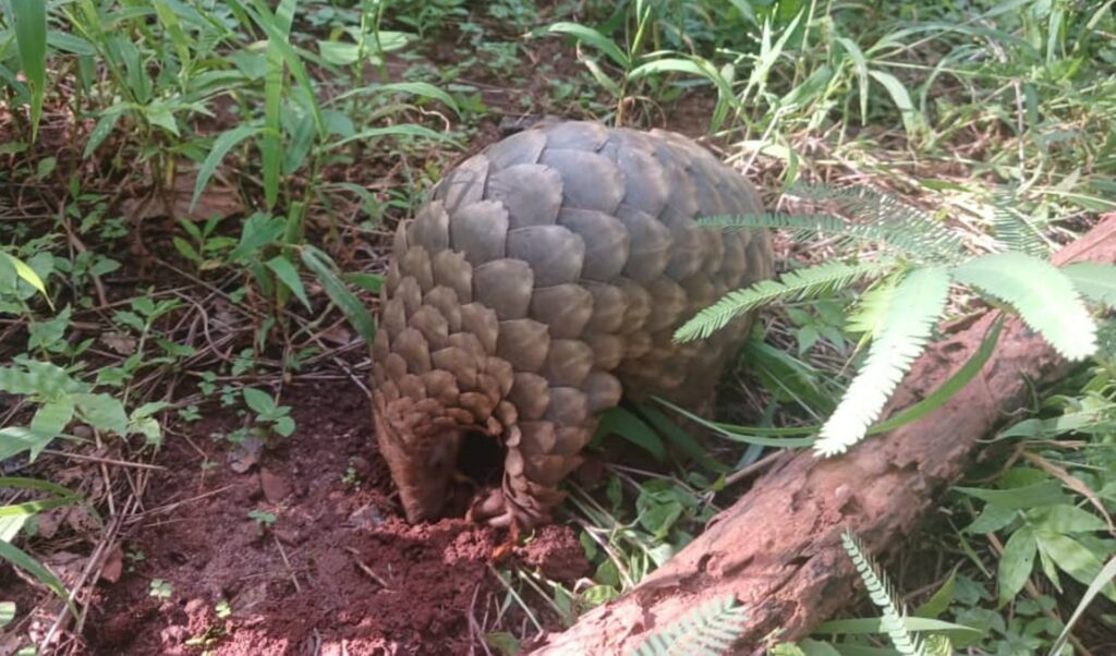 Photograph of a pangolin curled into a ball on forest floor surrounded by green plants and a fallen branch. The animal's overlapping scales are prominently visible, highlighting its natural defense mechanism in a dense, leafy environment.
