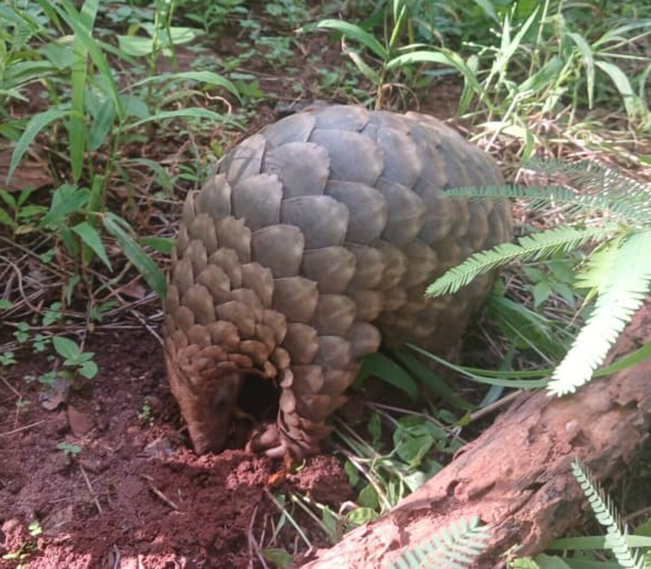 Photograph of a pangolin curled into a ball on forest floor surrounded by green plants and a fallen branch. The animal's overlapping scales are prominently visible, highlighting its natural defense mechanism in a dense, leafy environment.